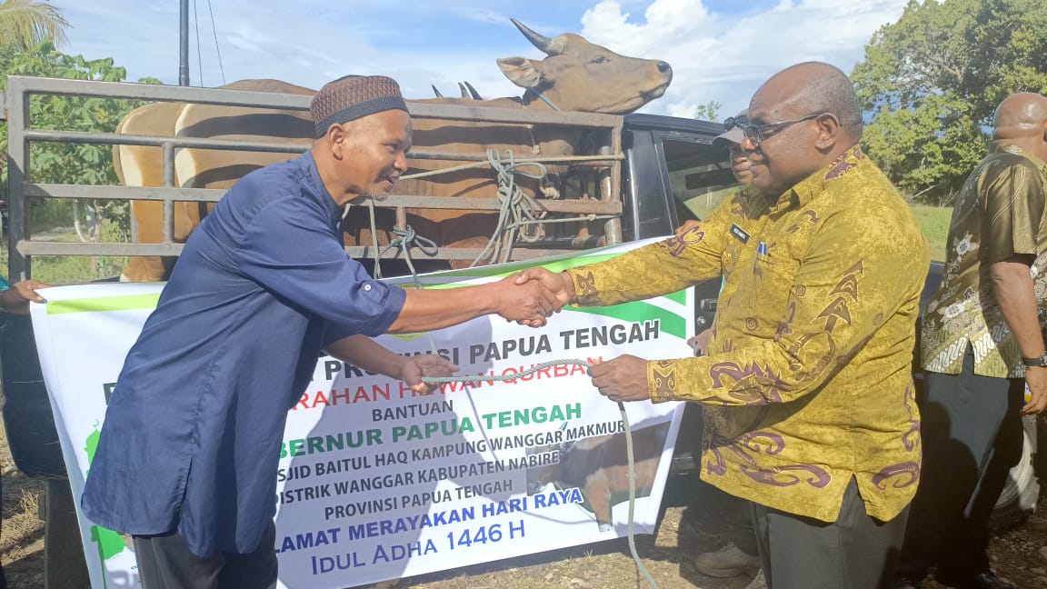 Gubernur Papua Tengah Serahkan 4 Hewan Kurban  Satu Diantaranya Dari Presiden Prabowo