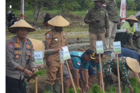 Danlanal Nabire dan Wakil Bupati Turun Langsung Tanam Padi Biofortifikasi